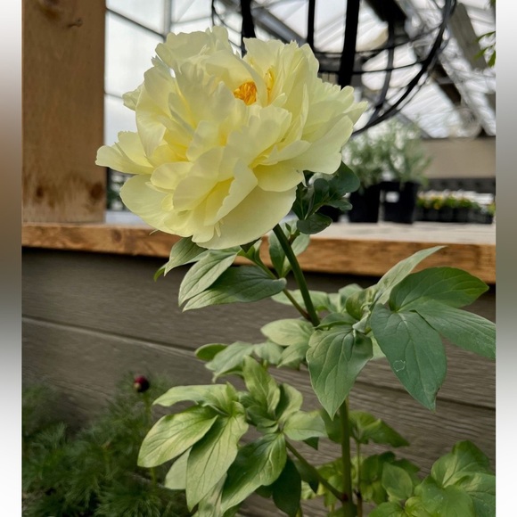 Meet your Posher - Picture 1 of 1